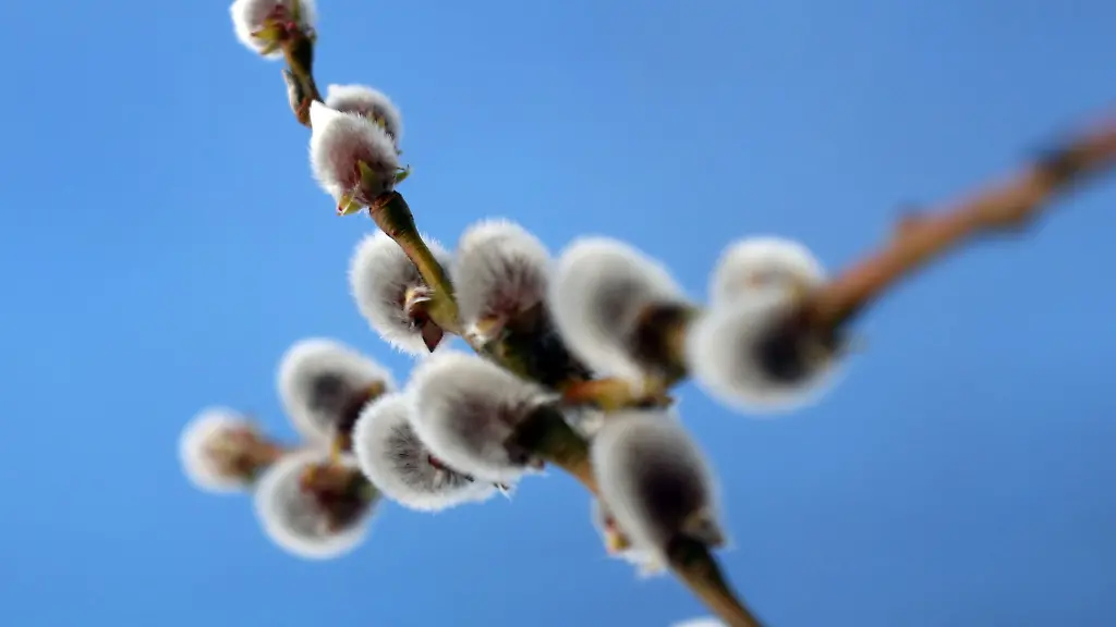 Palmkaetzchen-stehen-vor-blauem-Himmel-im-Sonnenschein