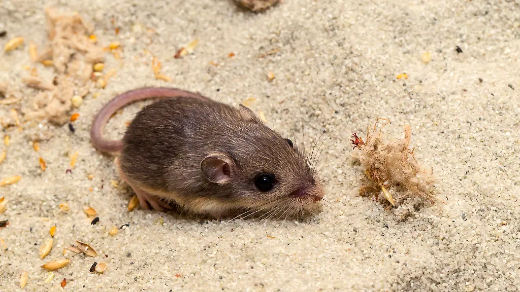 pazifische-taschenmaus