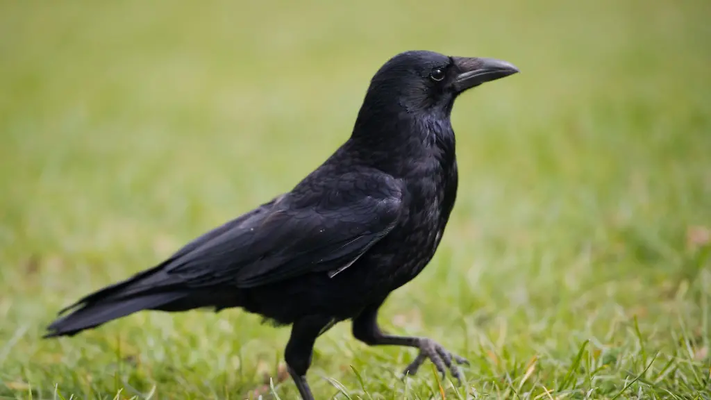 Eine-Kraehe-laeuft-ueber-eine-Wiese