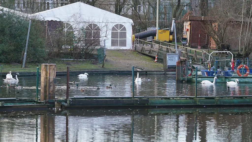 Zelte-stehen-fuer-die-Alsterschwaene-im-Winterquartier-am-Eppendorfer-Muehlenteich