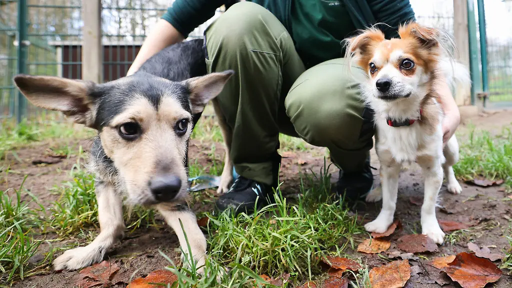 Zwei-Hunde-werden-im-Tierheim-in-der-Suederstrasse-von-einer-Tierpflegerin-gekrault