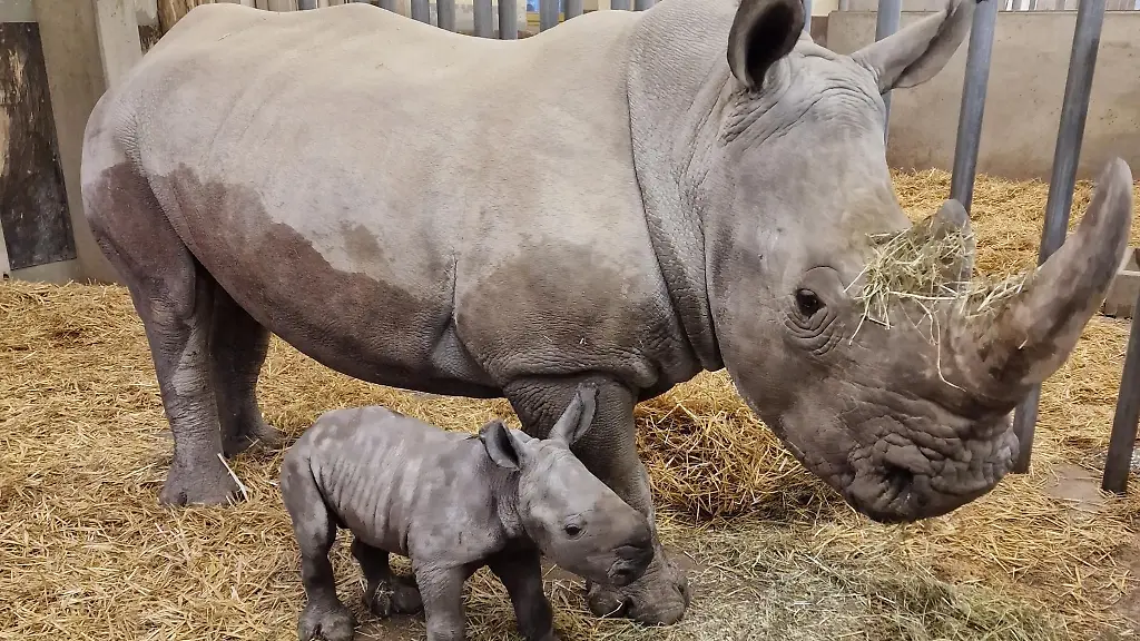 Nashorn-Mutter-Wiesje-steht-im-Augsburger-Zoo-mit-ihrem-maennlichen-Jungen