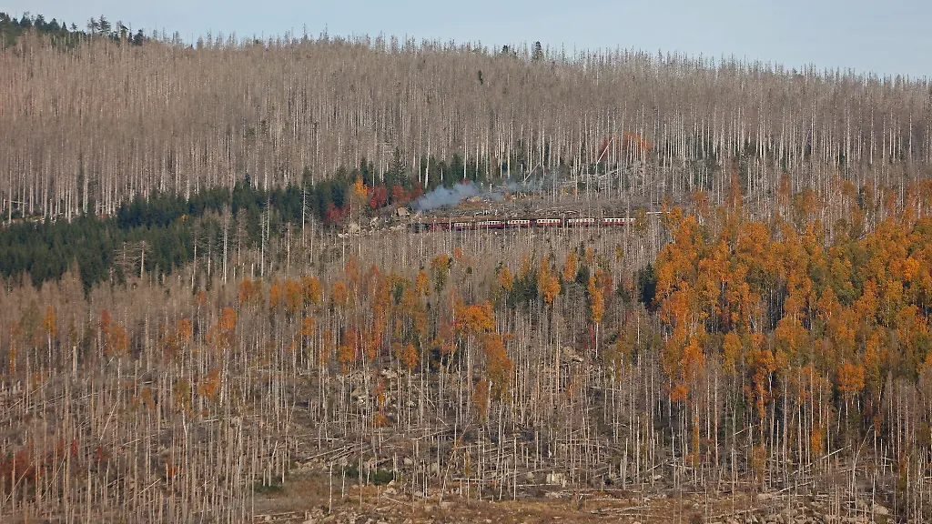 Ein-Zug-der-Harzer-Schmalspurbahn-faehrt-durch-abgestorbene-Waldflaechen-zum-Brocken-hinauf