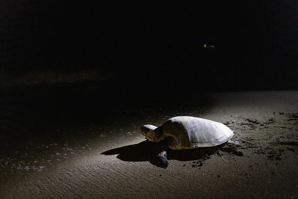 2023-02-06T231232Z-279605581-RC23PY93WW59-RTRMADP-3-PHILIPPINES-ENVIRONMENT-TURTLES