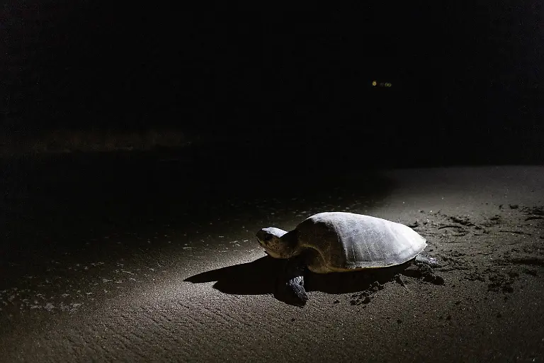 2023-02-06T231232Z-279605581-RC23PY93WW59-RTRMADP-3-PHILIPPINES-ENVIRONMENT-TURTLES