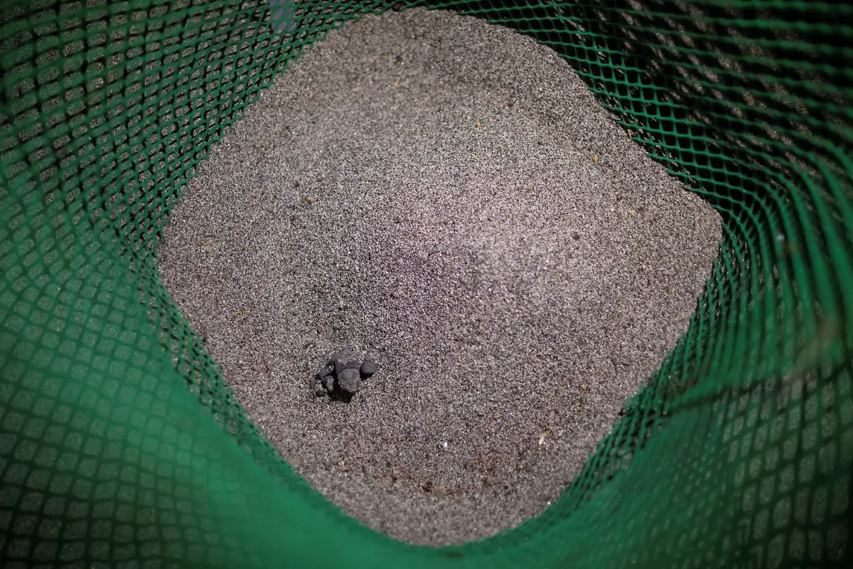 2023-02-06T231257Z-1097423920-RC2L9Y9R2SQI-RTRMADP-3-PHILIPPINES-ENVIRONMENT-TURTLES