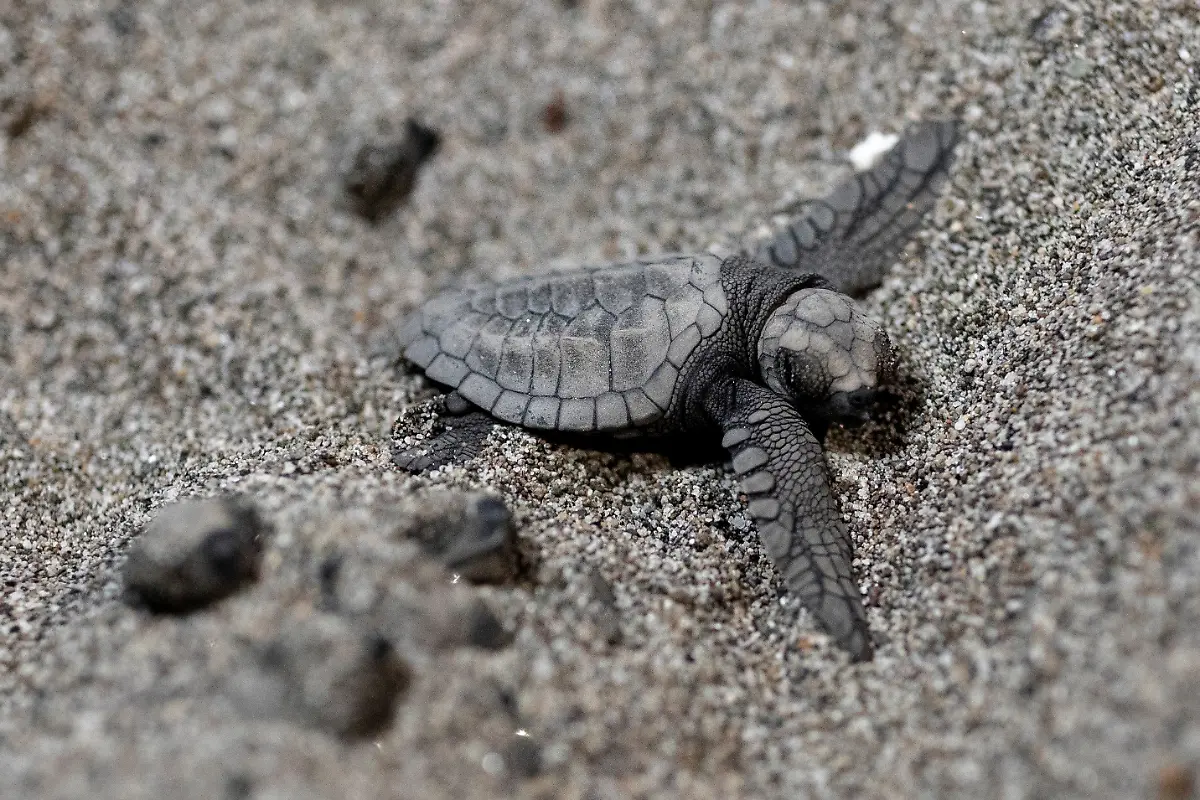 2023-02-06T231251Z-1938867110-RC2N9Y9923IL-RTRMADP-3-PHILIPPINES-ENVIRONMENT-TURTLES