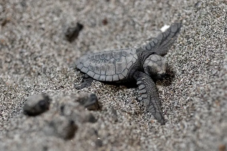 2023-02-06T231251Z-1938867110-RC2N9Y9923IL-RTRMADP-3-PHILIPPINES-ENVIRONMENT-TURTLES