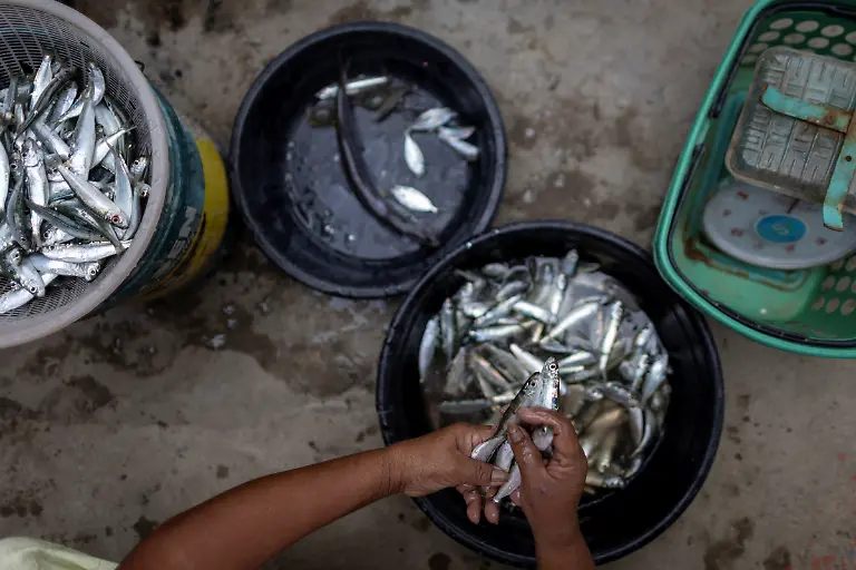 2023-02-06T231223Z-1092561516-RC2ZNY967IV3-RTRMADP-3-PHILIPPINES-ENVIRONMENT-TURTLES