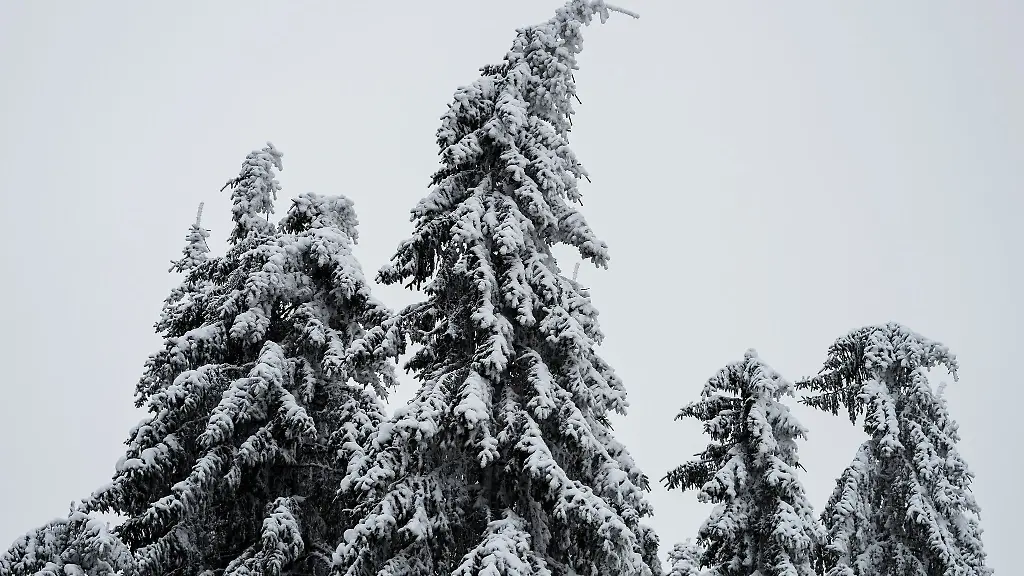 Schneebedeckte-Fichten-neigen-sich-unter-der-Schneelast