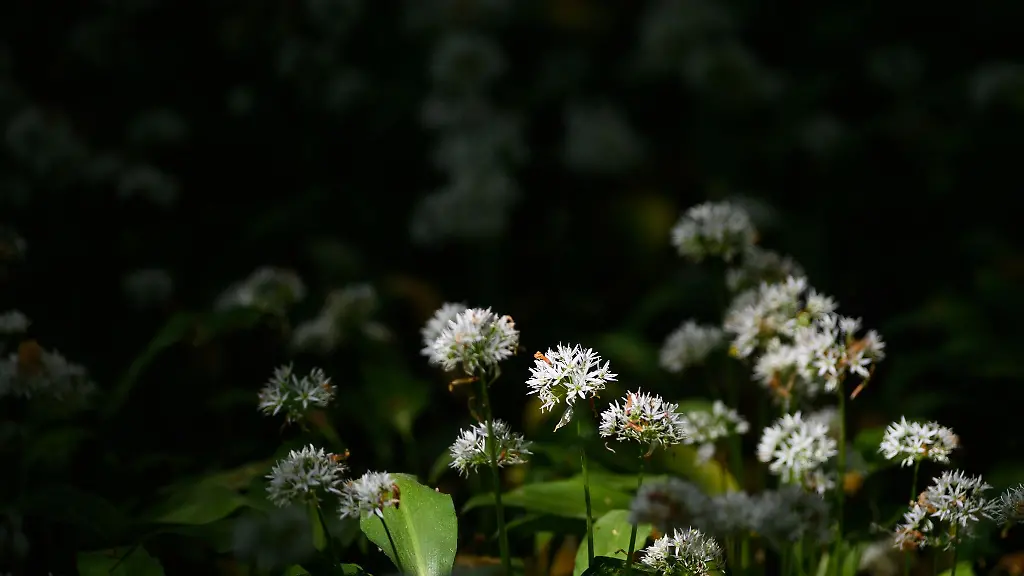 Sonnenlicht-faellt-auf-bluehenden-Baerlauch