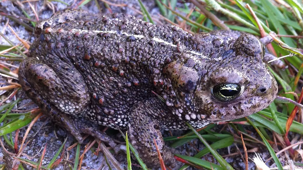 Das-Foto-zeigt-eine-Kreuzkroete