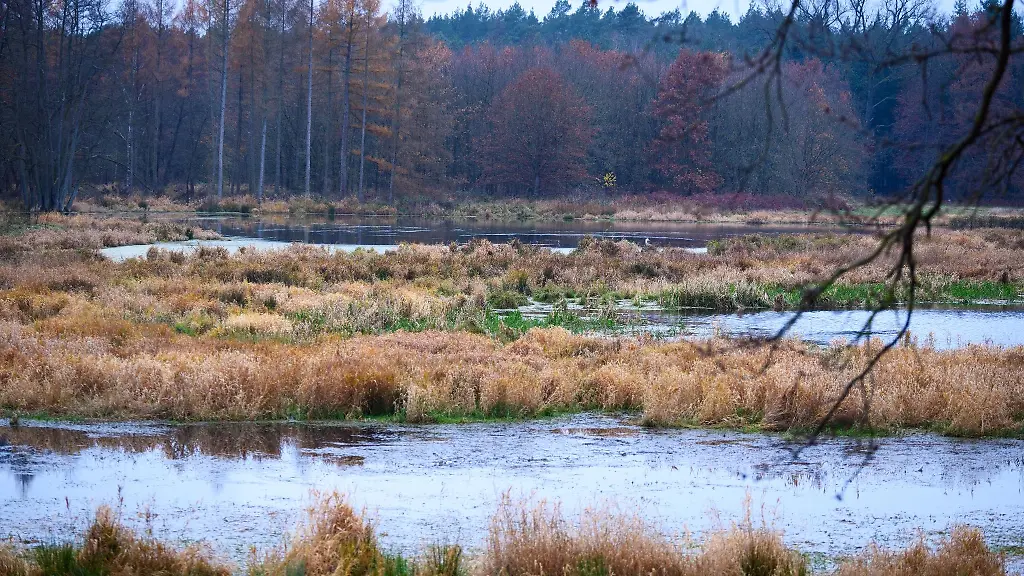Die-Wasserflaeche-im-Moor-an-der-Rehwiese-ist-von-einem-Pflanzenguertel-umgeben