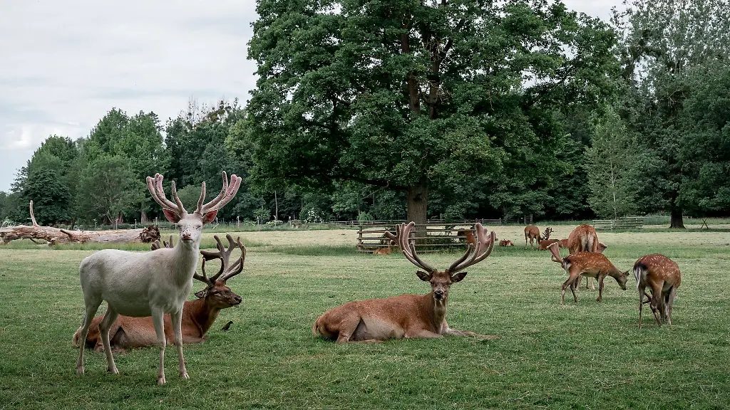 Ein-weisser-Hirsch-und-Rotwild-sind-im-Wildpark-Tambach-auf-der-Wiese-zu-sehen