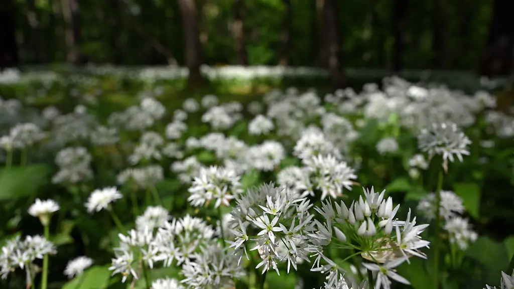 Zu-sehen-ist-bluehender-Baerlauch
