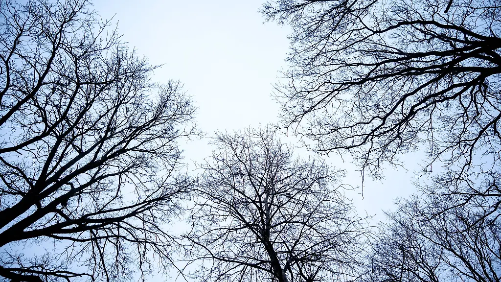 Kahle-Baeume-zeichnen-sich-vor-grauem-Himmel-ab