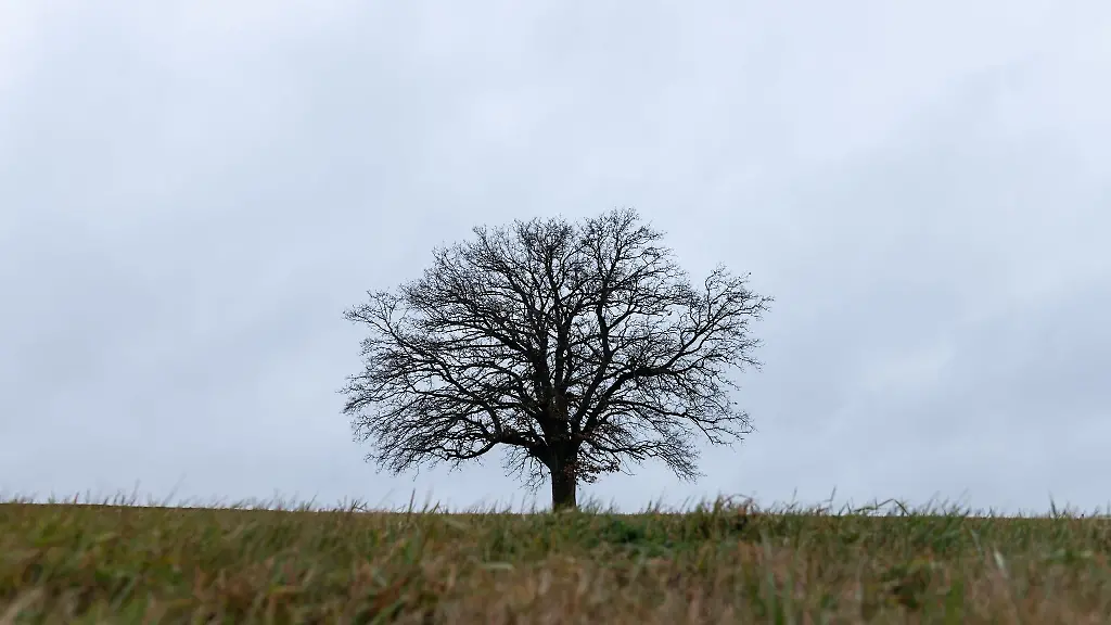 Ein-Baum-ist-vor-einem-verregneten-Himmel-als-Silhouette-zu-sehen