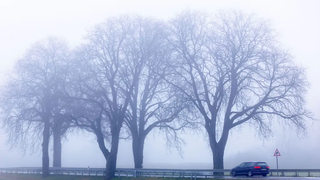 Ein-Auto-faehrt-bei-dichtem-Nebel-durch-eine-Allee