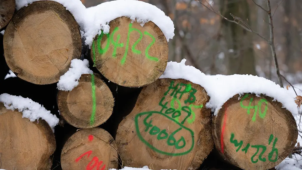 Baumstaemme-liegen-in-einem-Waldstueck-anlaesslich-der-Wertholzsubmission-uebereinander