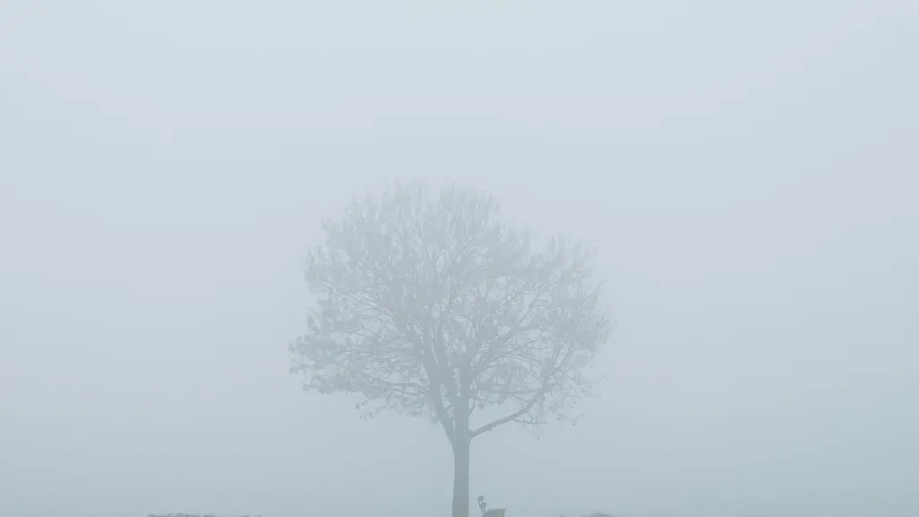 Ein-Baum-ist-im-Nebel-zu-sehen