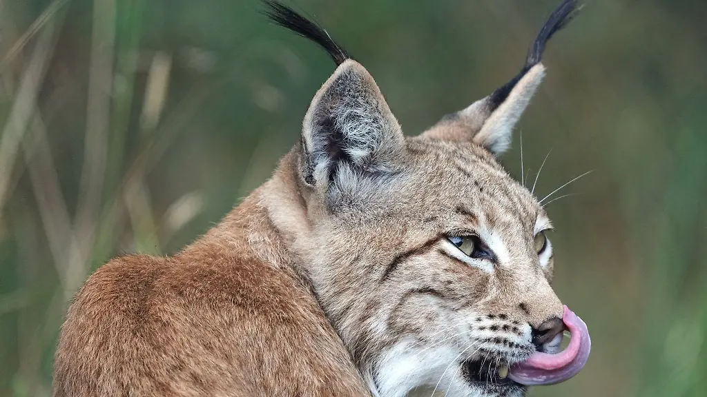Ein-Luchs-leckt-sich-die-Schnauze