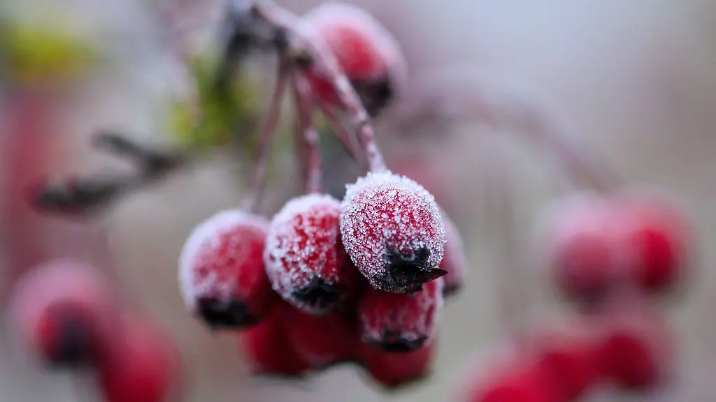 Reif-hat-sich-am-Morgen-an-Weissdorn-Beeren-gebildet