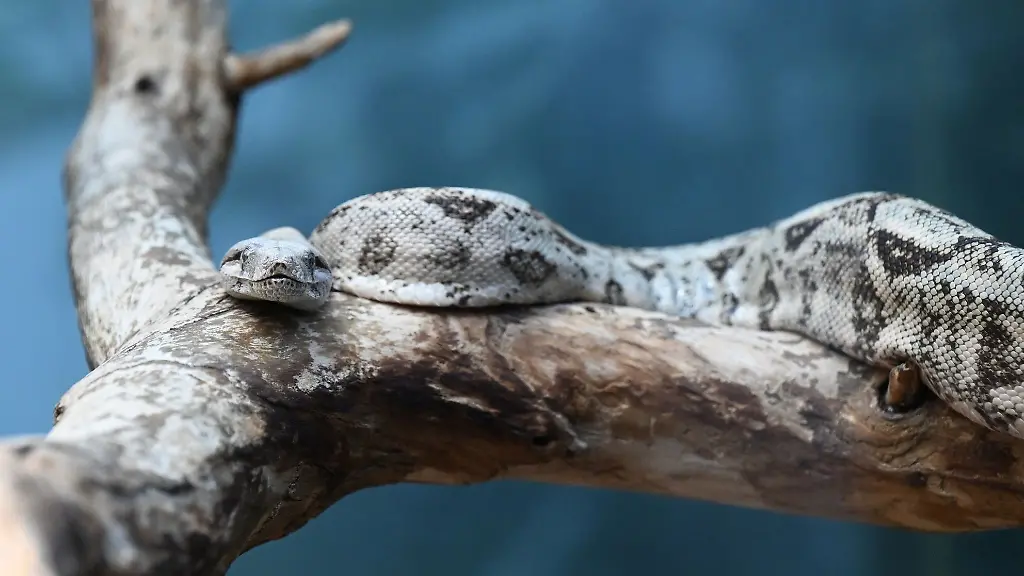 Eine-giftige-Schlange-liegt-in-einem-Terrarium-in-der-Stuttgarter-Wilhelma