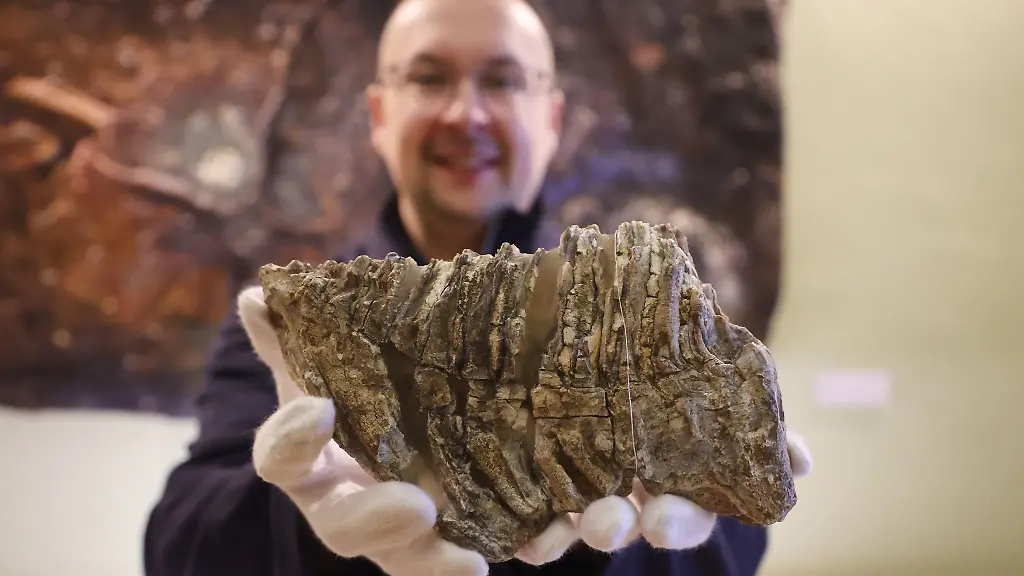 Frank-Hrouda-zeigt-einen-Backenzahn-von-einem-ausgewachsenen-Mammut-Mammuthus-primigenius-beim-Urzeit-Tag-im-Naturkundemuseum