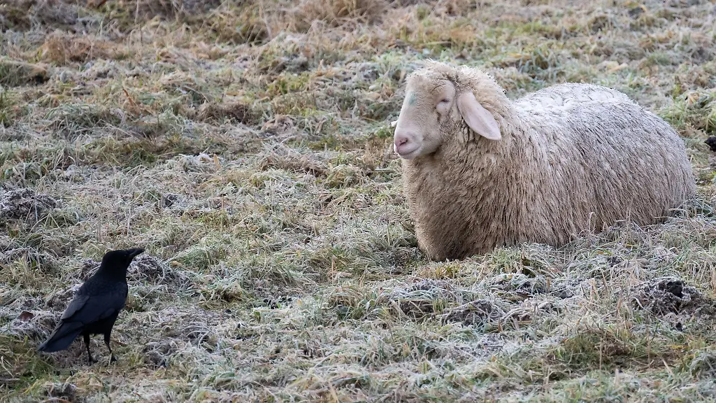Eine-Kraehe-und-ein-Schaf-stehen-sich-auf-einer-gefrorenen-Wiese-gegenueber-In-den-kommenden-Tagen-wird-in-Hessen-wieder-mit-Glaette-und-Schnee-gerechnet