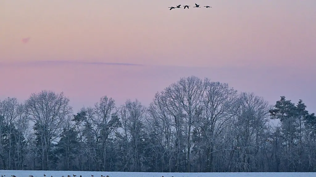 Kraniche-am-Himmel-und-Wildgaense-auf-einem-verschneiten-Feld-sind-zum-Sonnenaufgang-zu-sehen
