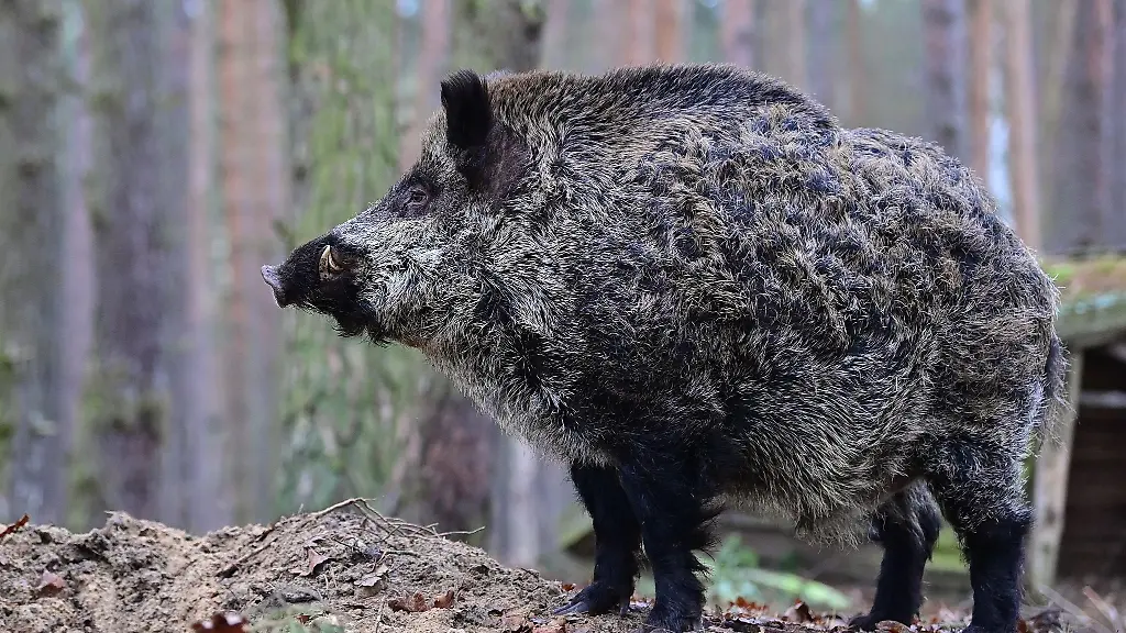 Ein-Keiler-steht-im-Gehege-eines-Wildparks
