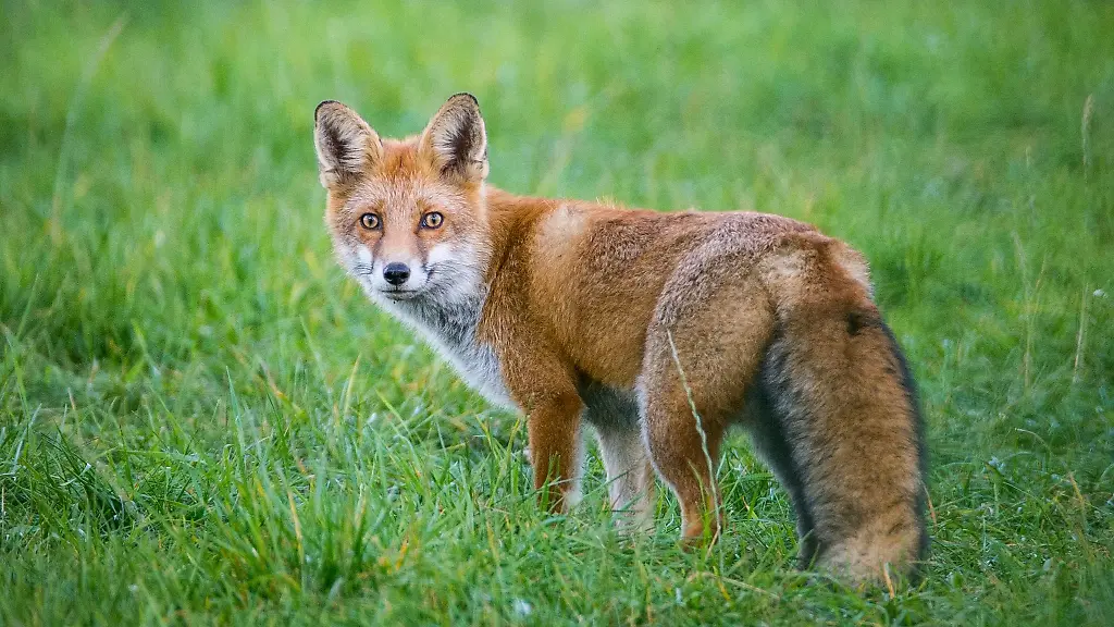 Ein-Fuchs-steht-auf-einer-Wiese