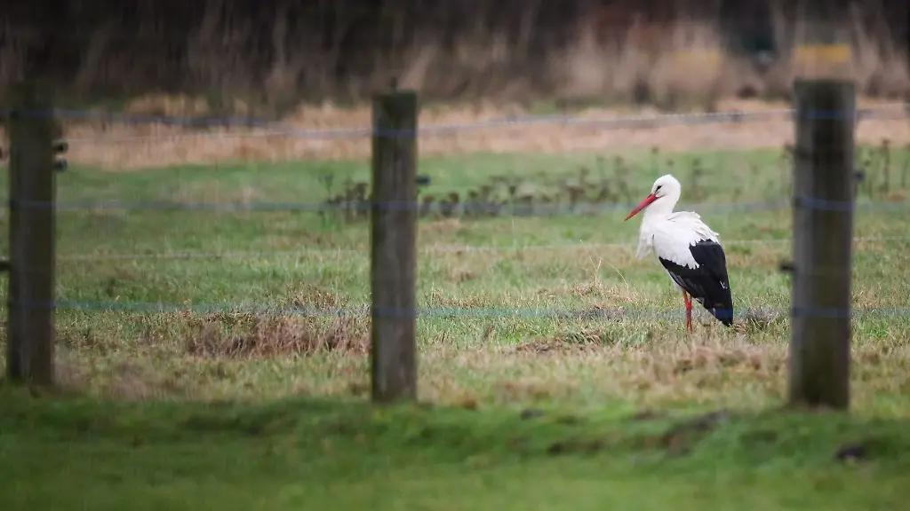 Ein-Storch-verweilt-auf-einem-Feld-bei-Steinwedel-in-der-Region-Hannover