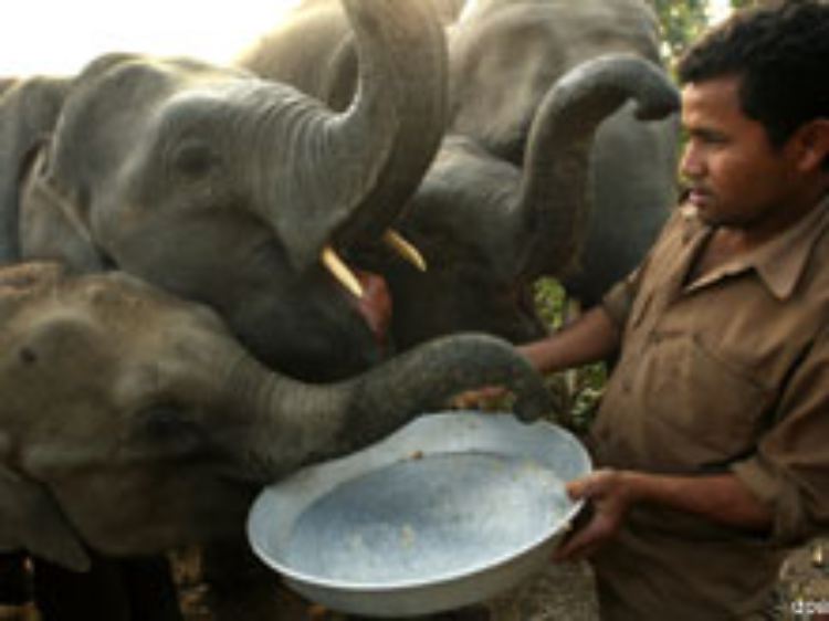 In Indien werden die Elefanten zu Arbeitstieren.