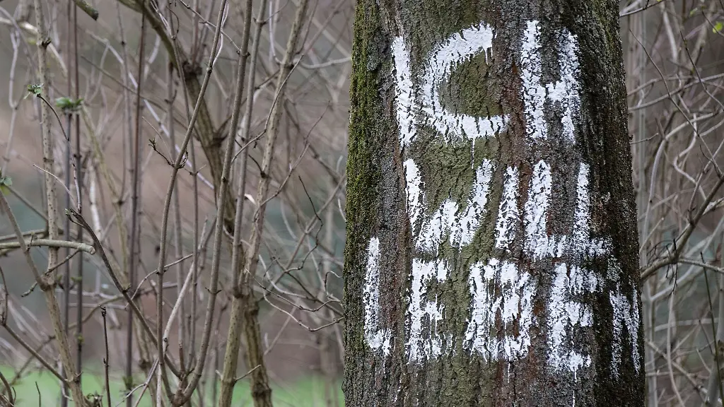 Ich-will-leben-steht-auf-dem-Stamm-einer-Eiche-im-Fechenheimer-Wald-in-Frankfurt