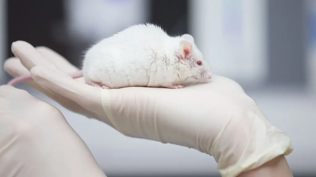 Eine-wissenschaftliche-Mitarbeiterin-einer-tierexperimentellen-Forschungseinrichtung-hat-in-einem-Labor-eine-Maus-in-der-Hand