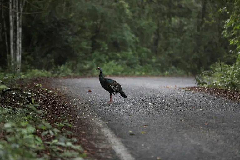 2023-01-04T111838Z-329794374-RC2YSS9E0QSC-RTRMADP-3-MEXICO-ENVIRONMENT-TRAIN