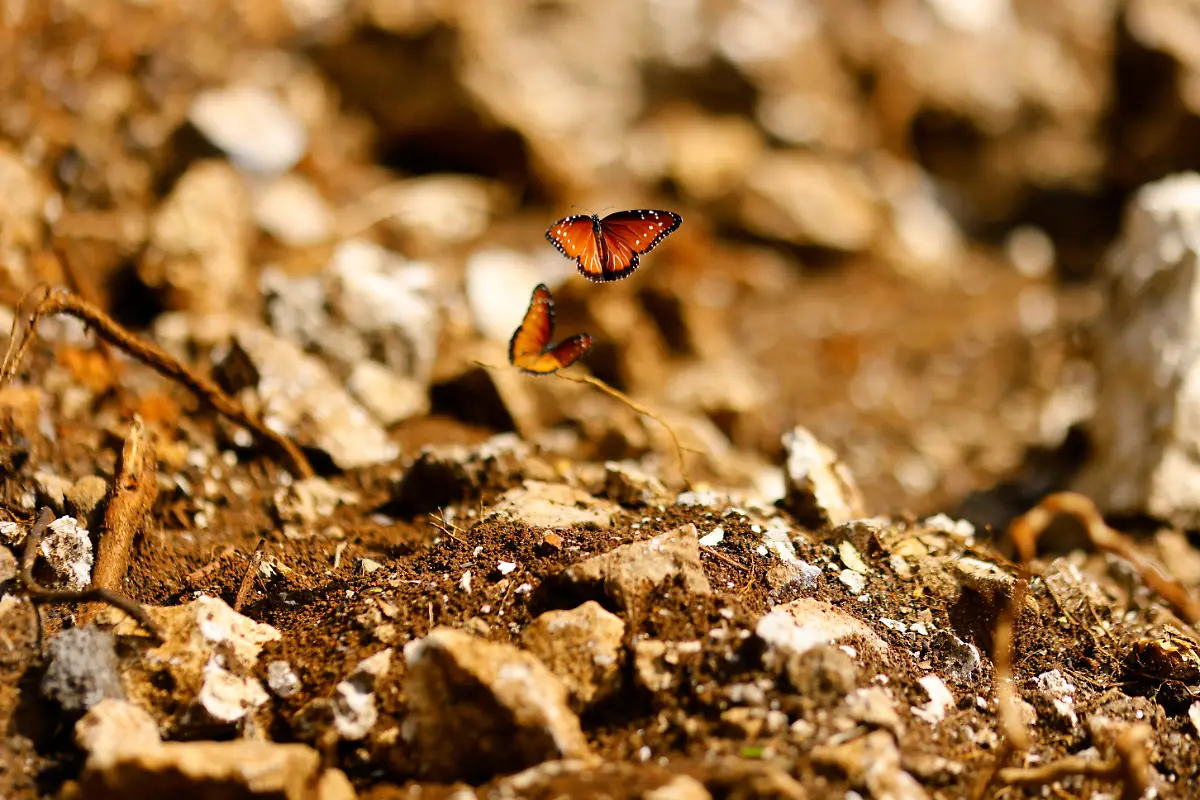 2023-01-04T111819Z-54038535-RC2FGX9LCEEY-RTRMADP-3-MEXICO-ENVIRONMENT-TRAIN