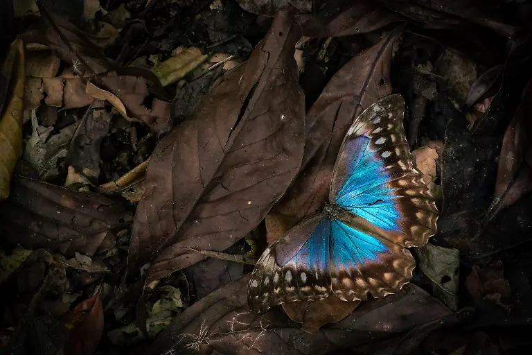 Butterflies-Finalist-Christopher-Penker-Beauty-of-Decay-CUPOTY