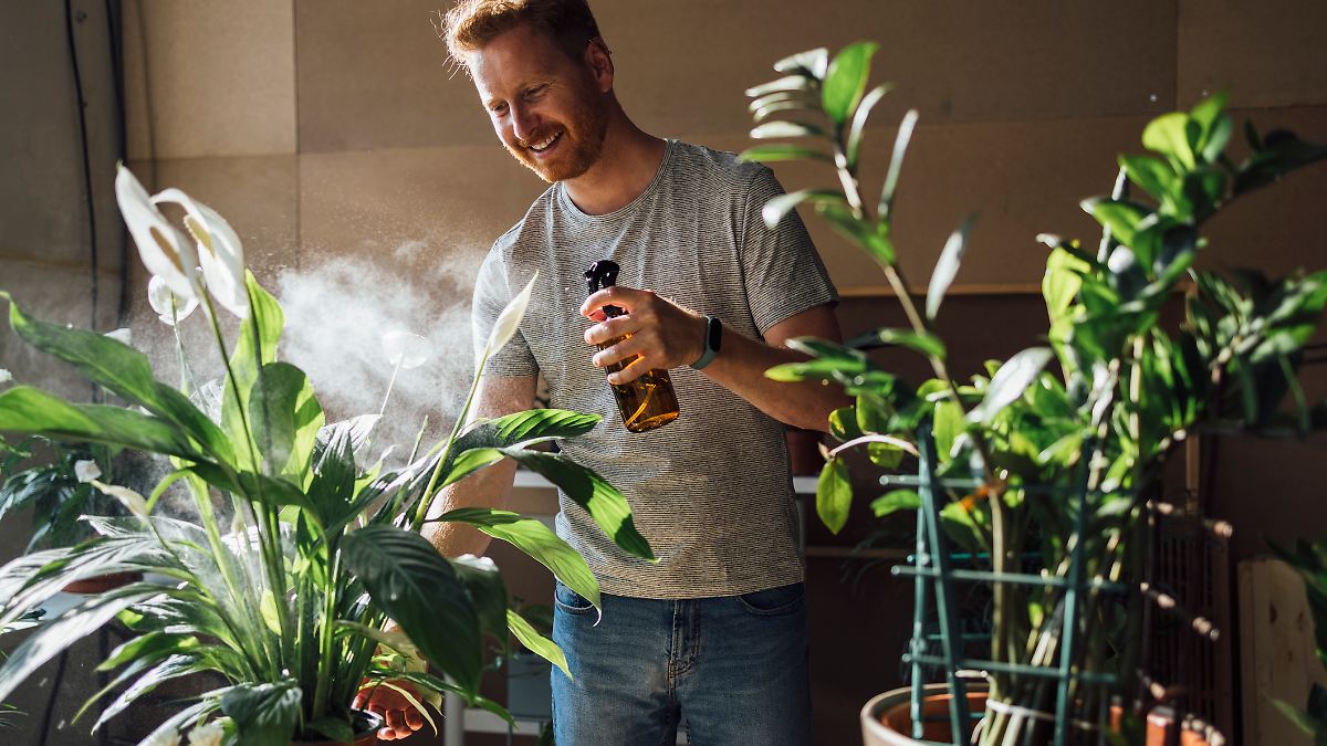 starkzehrer zimmerpflanzen Zimmerpflanzen Dünger, Monstera Dünger, 6 Monate Depotwirkung – PlantMe main image 0