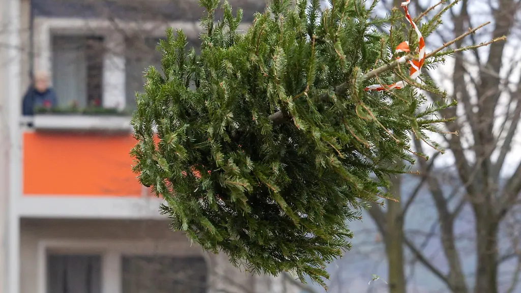 Ein-Weihnachtsbaum-fliegt-beim-Spasswettbewerb-Schwarzaer-Weihnachtsbaumweitwurf-der-bereits-zum-sechsten-Mal-stattfindet-durch-die-Luft