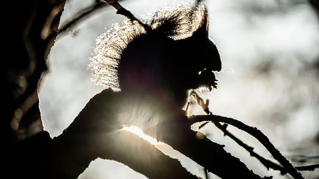 Ein-Eichhoernchen-sitztin-einem-Park-im-Gegenlicht-der-Morgensonne-und-knabbert-an-einer-Walnuss