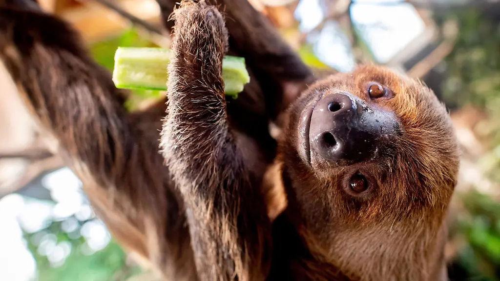 Ein-maennliches-Faultier-haengt-an-einem-Baum