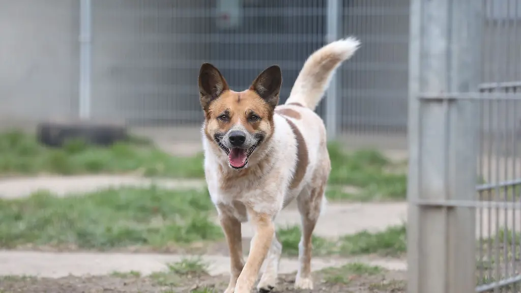 Ein-Hund-laeuft-durch-eine-Aussenanlage-eines-Tierheims