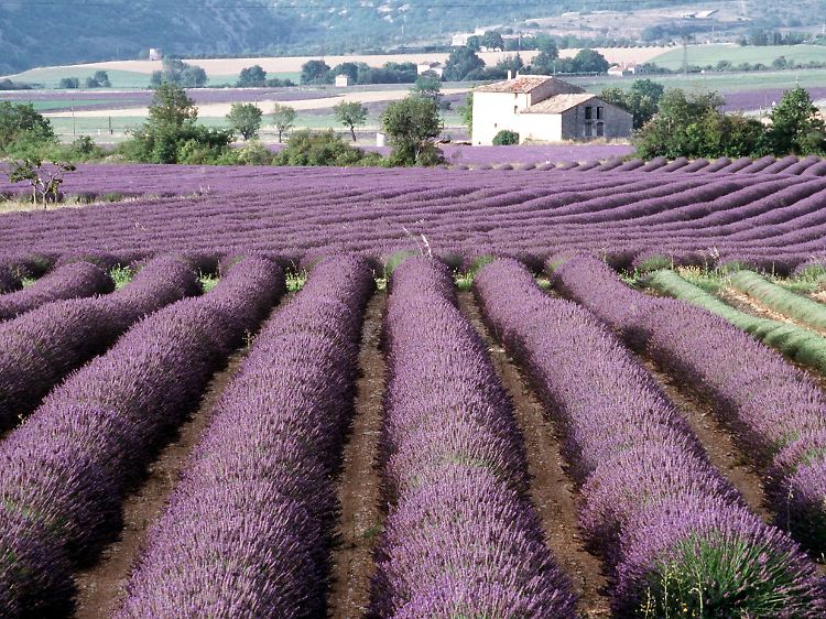 Um ein Kilogramm an ätherischem Öl zu gewinnen, werden 200 Kilogramm Lavendelblüten benötigt.