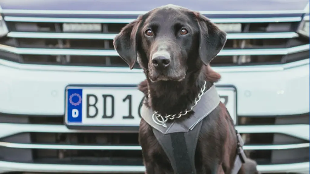 Zollhund-Elvis-steht-vor-einem-Einsatzwagen-des-Zolls