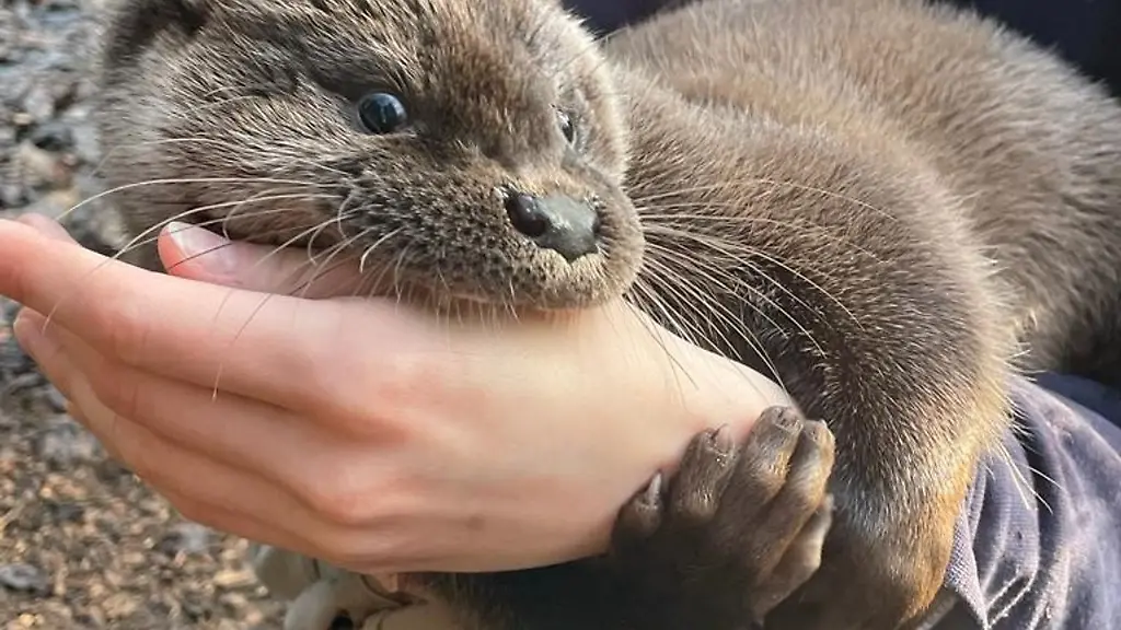 Ein-Mitarbeiter-haelt-das-Fischottermaedchen-Henriette-in-der-Hand