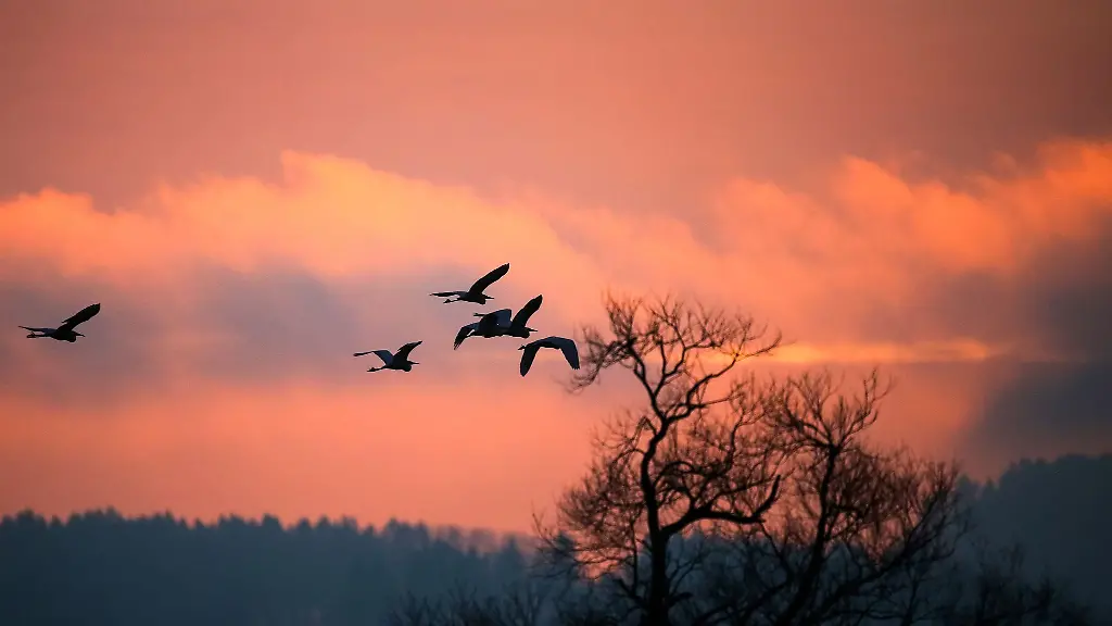 Silberreiher-bei-Sonnenaufgang-in-einem-Naturschutzgebiet-im-Landkreis-Biberach