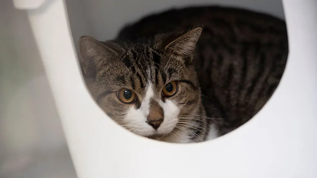 Eine-Katze-sitzt-in-einer-Box-im-Tierheim