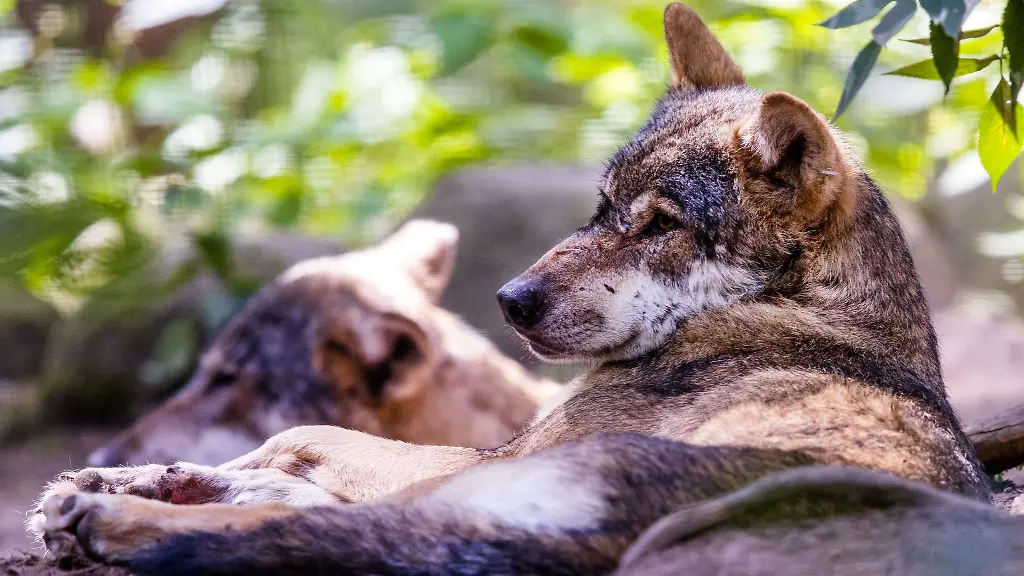 Ein-eurasischer-Wolf